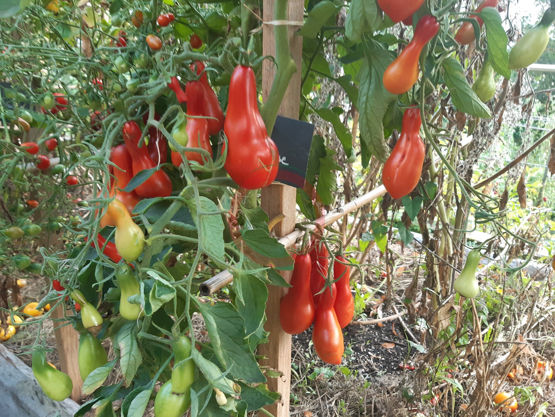 Sea Horse DER TOMATENFLÜSTERER