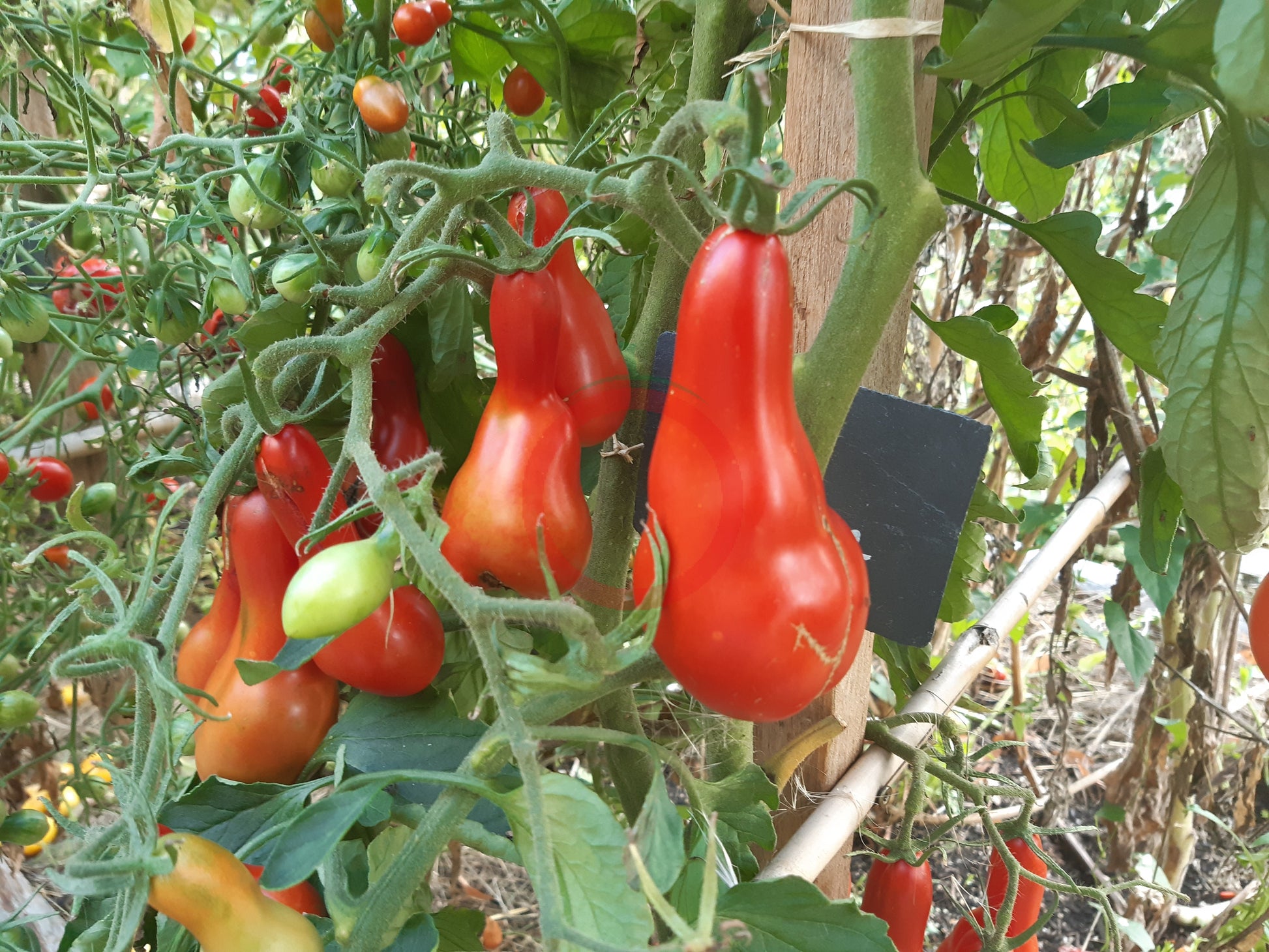 Sea Horse DER TOMATENFLÜSTERER