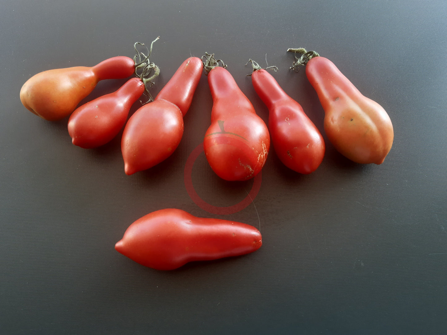Sea Horse DER TOMATENFLÜSTERER