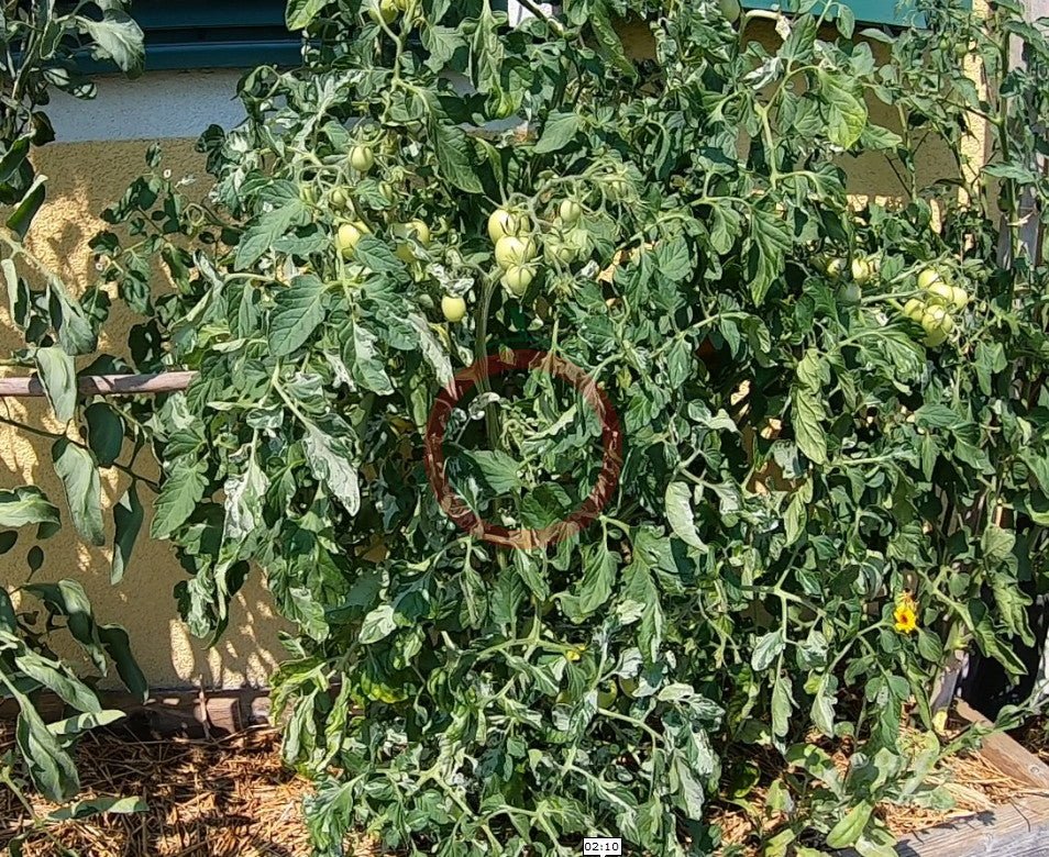 Shimofuri DER TOMATENFLÜSTERER