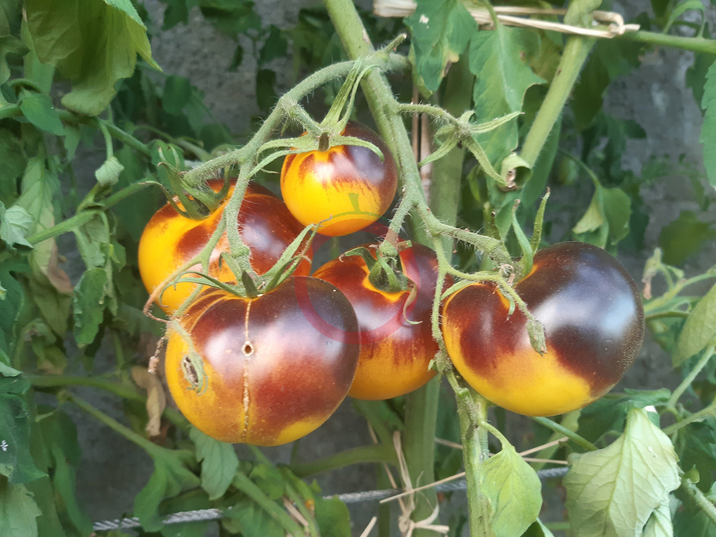 Shokoladnyy Marmelad DER TOMATENFLÜSTERER