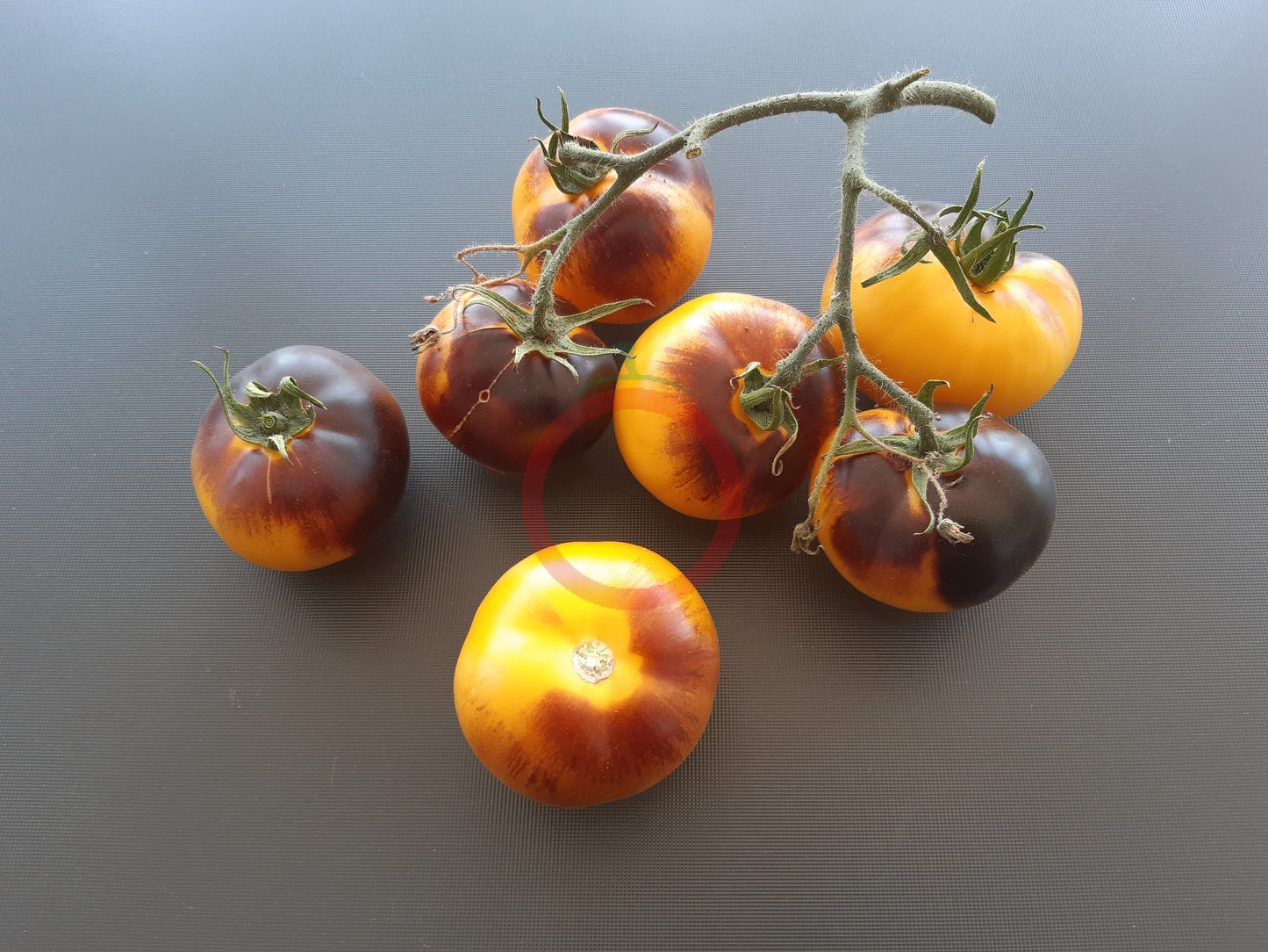 Shokoladnyy Marmelad DER TOMATENFLÜSTERER