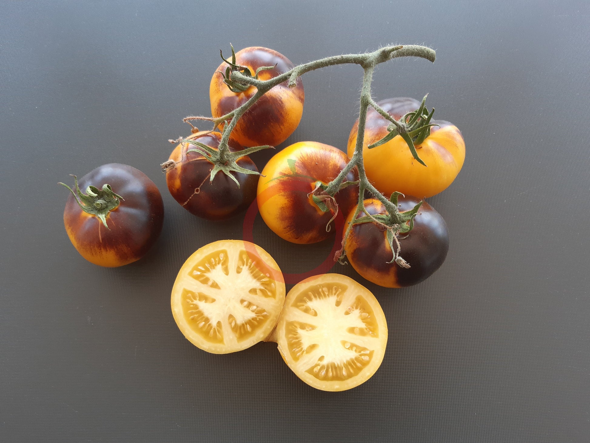 Shokoladnyy Marmelad DER TOMATENFLÜSTERER