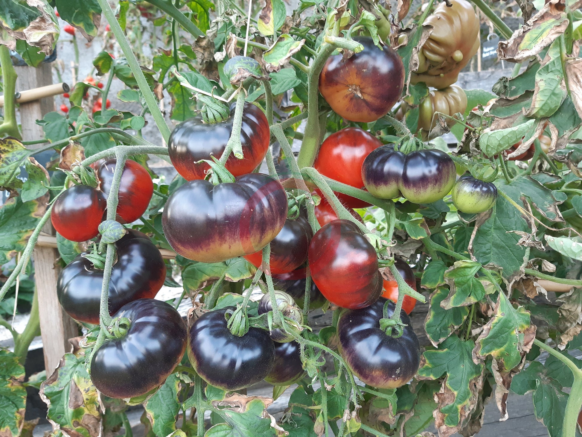 Siberian Panther DER TOMATENFLÜSTERER
