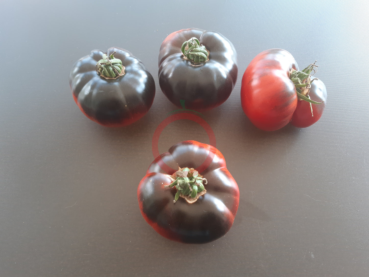 Siberian Panther DER TOMATENFLÜSTERER