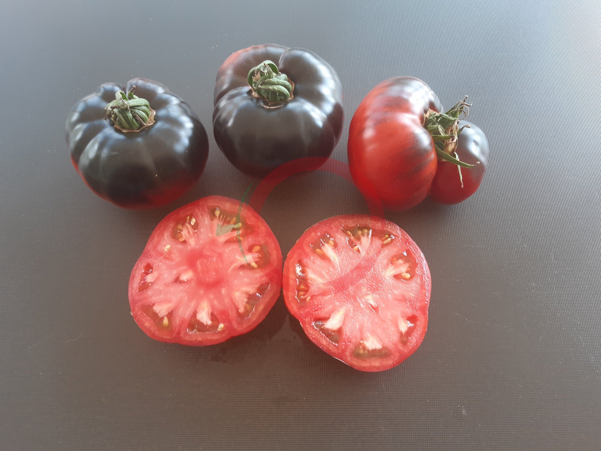 Siberian Panther DER TOMATENFLÜSTERER