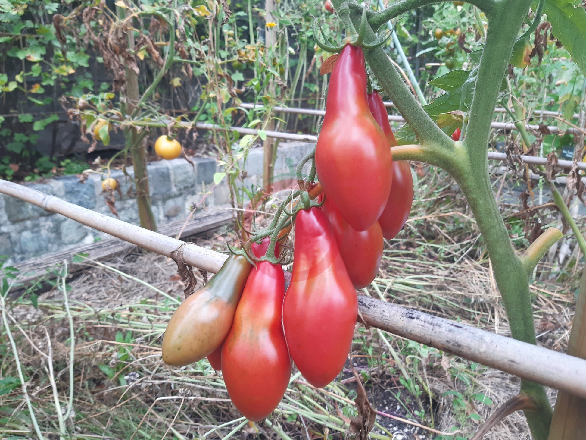 Sibirian Khottabych DER TOMATENFLÜSTERER