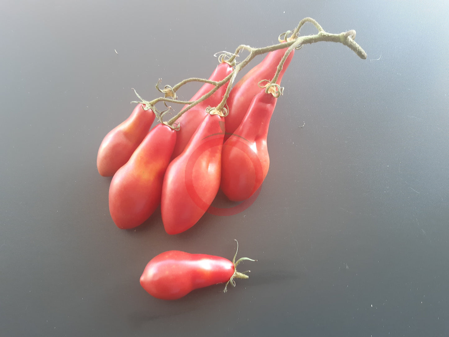 Sibirian Khottabych DER TOMATENFLÜSTERER