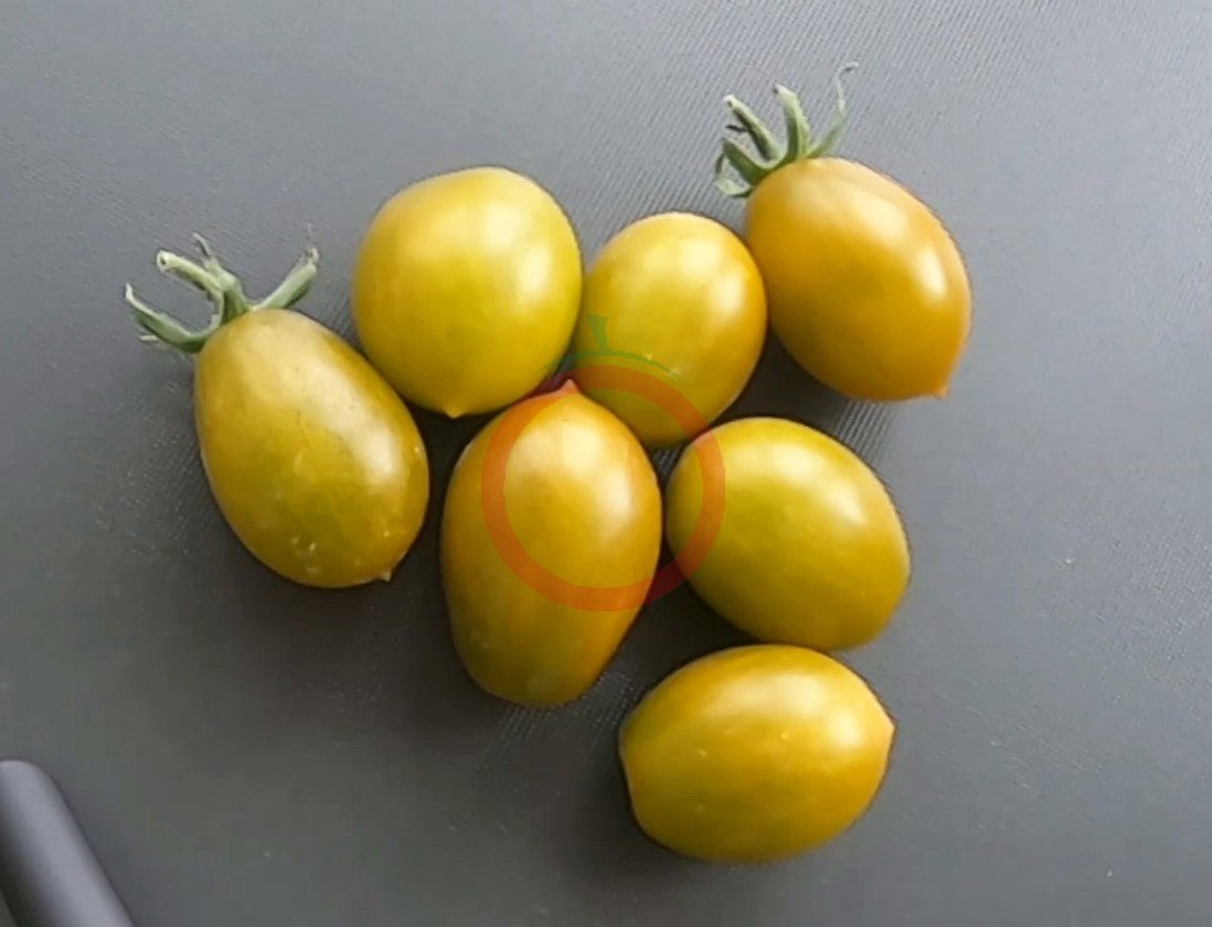 Sister Keyes DER TOMATENFLÜSTERER