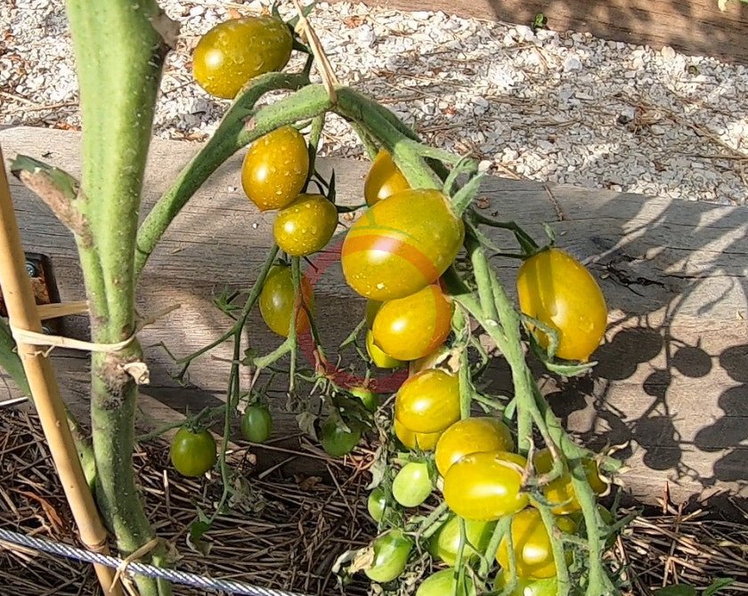 Sister Keyes DER TOMATENFLÜSTERER