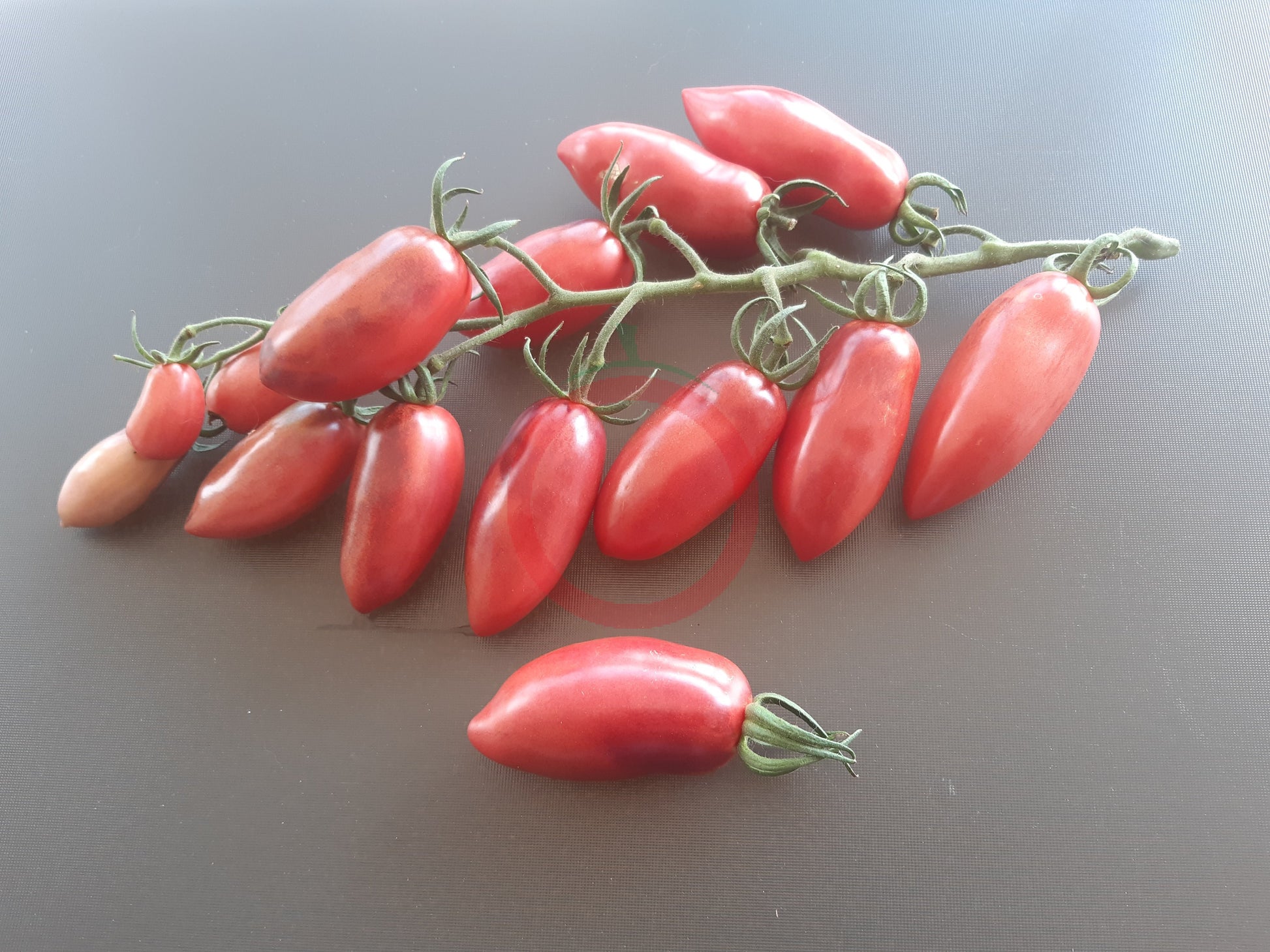 Slivka-Gurman DER TOMATENFLÜSTERER