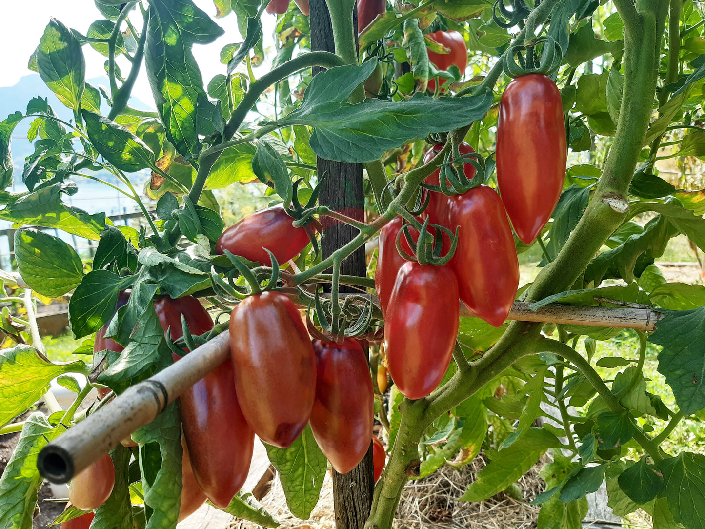 Slivka-Gurman DER TOMATENFLÜSTERER