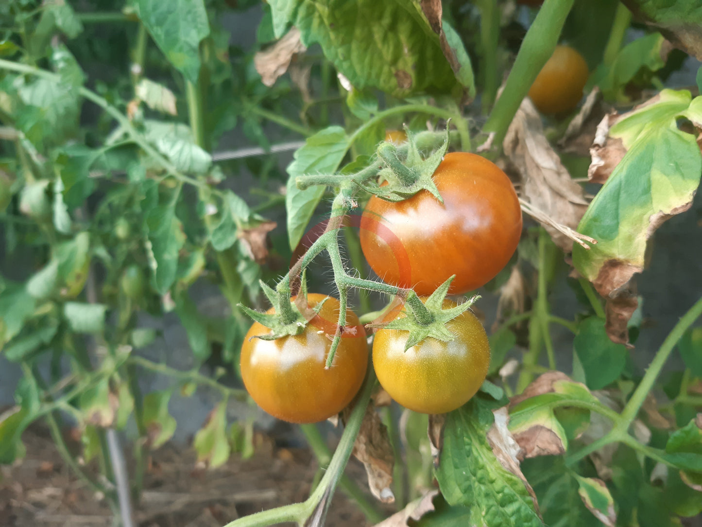 Soul Patch DER TOMATENFLÜSTERER
