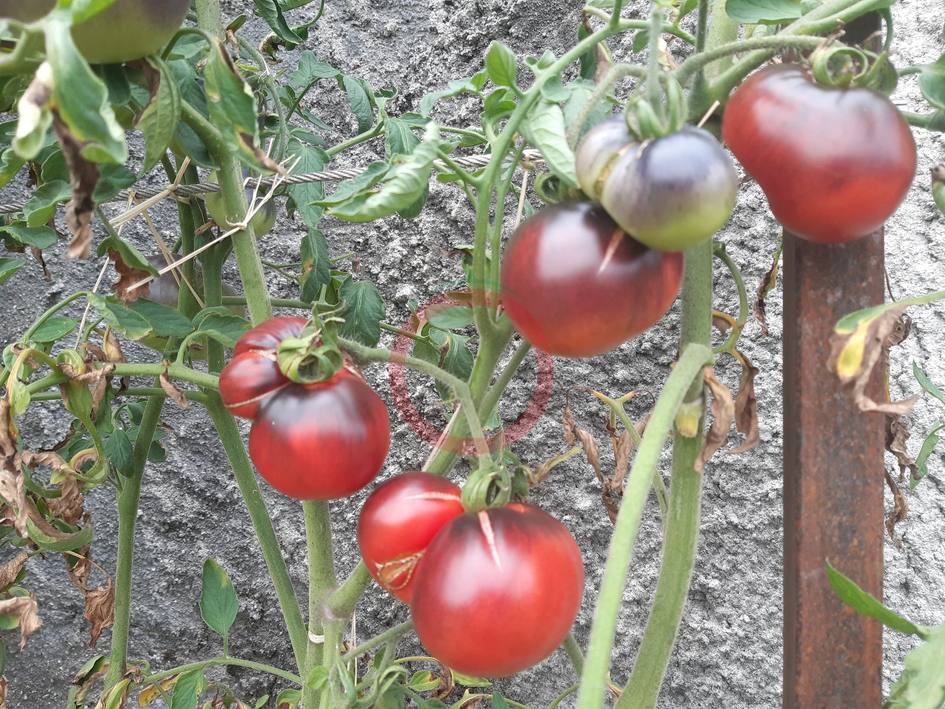 Southern Sparkle DER TOMATENFLÜSTERER