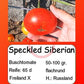 Speckled Siberian DER TOMATENFLÜSTERER