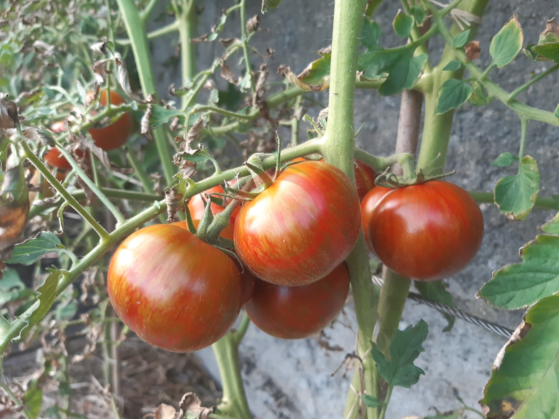 Spike DER TOMATENFLÜSTERER