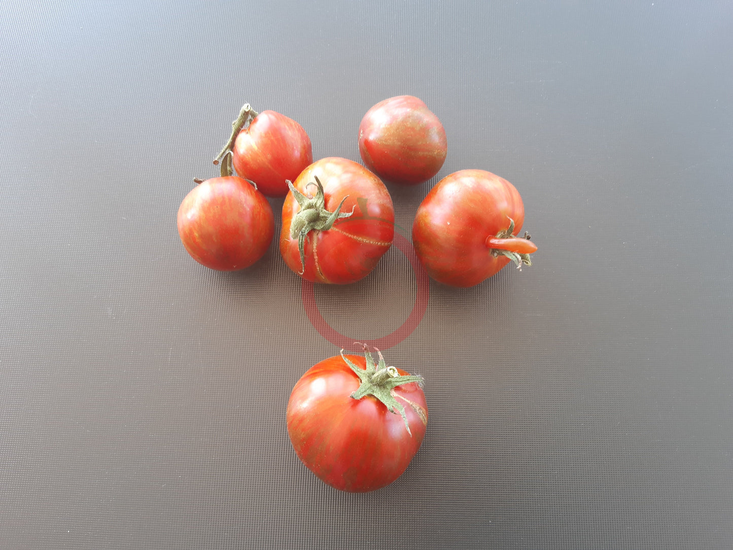 Spike DER TOMATENFLÜSTERER