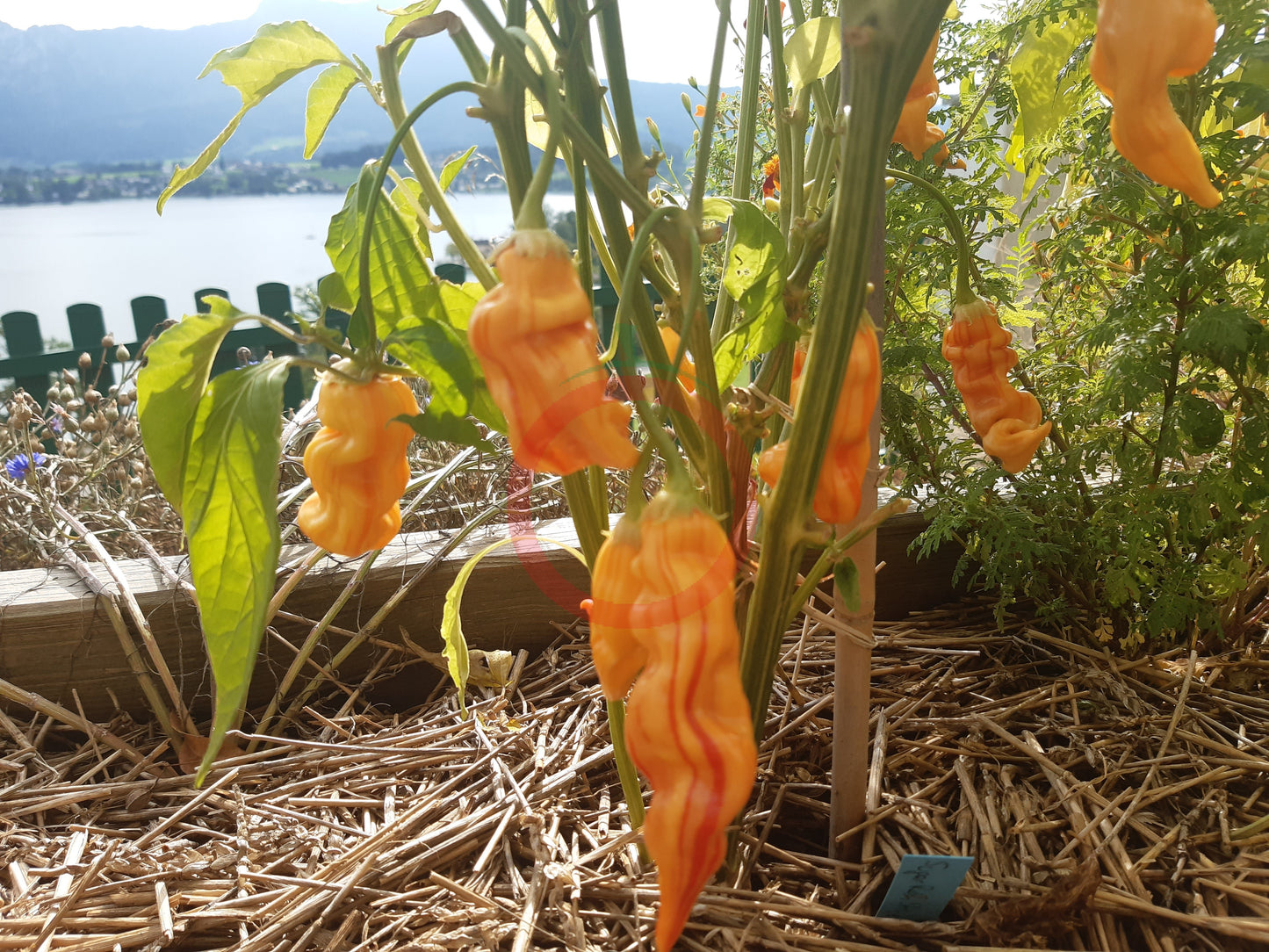 Sugar Rush Stripey DER TOMATENFLÜSTERER