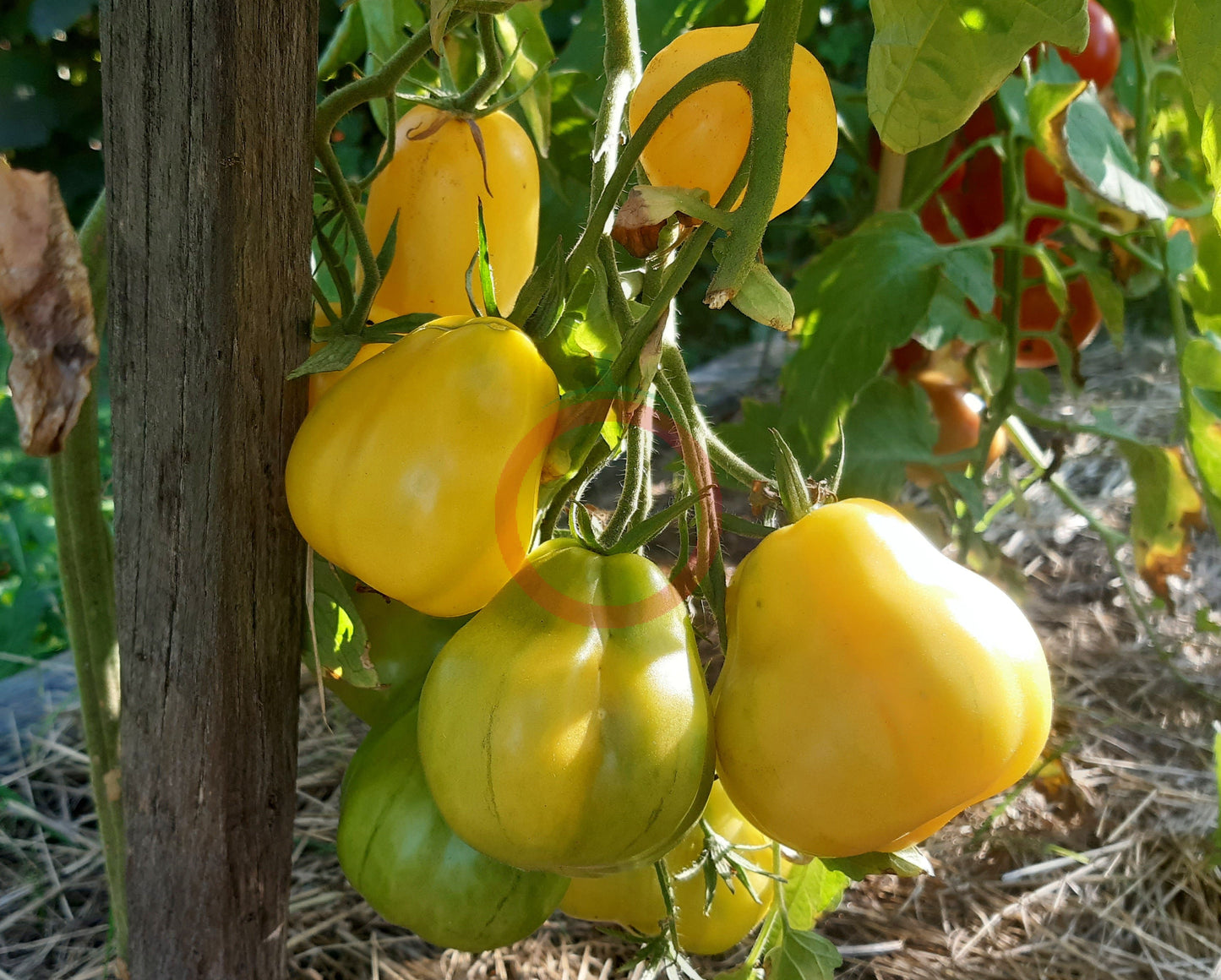 Tlacolula White DER TOMATENFLÜSTERER