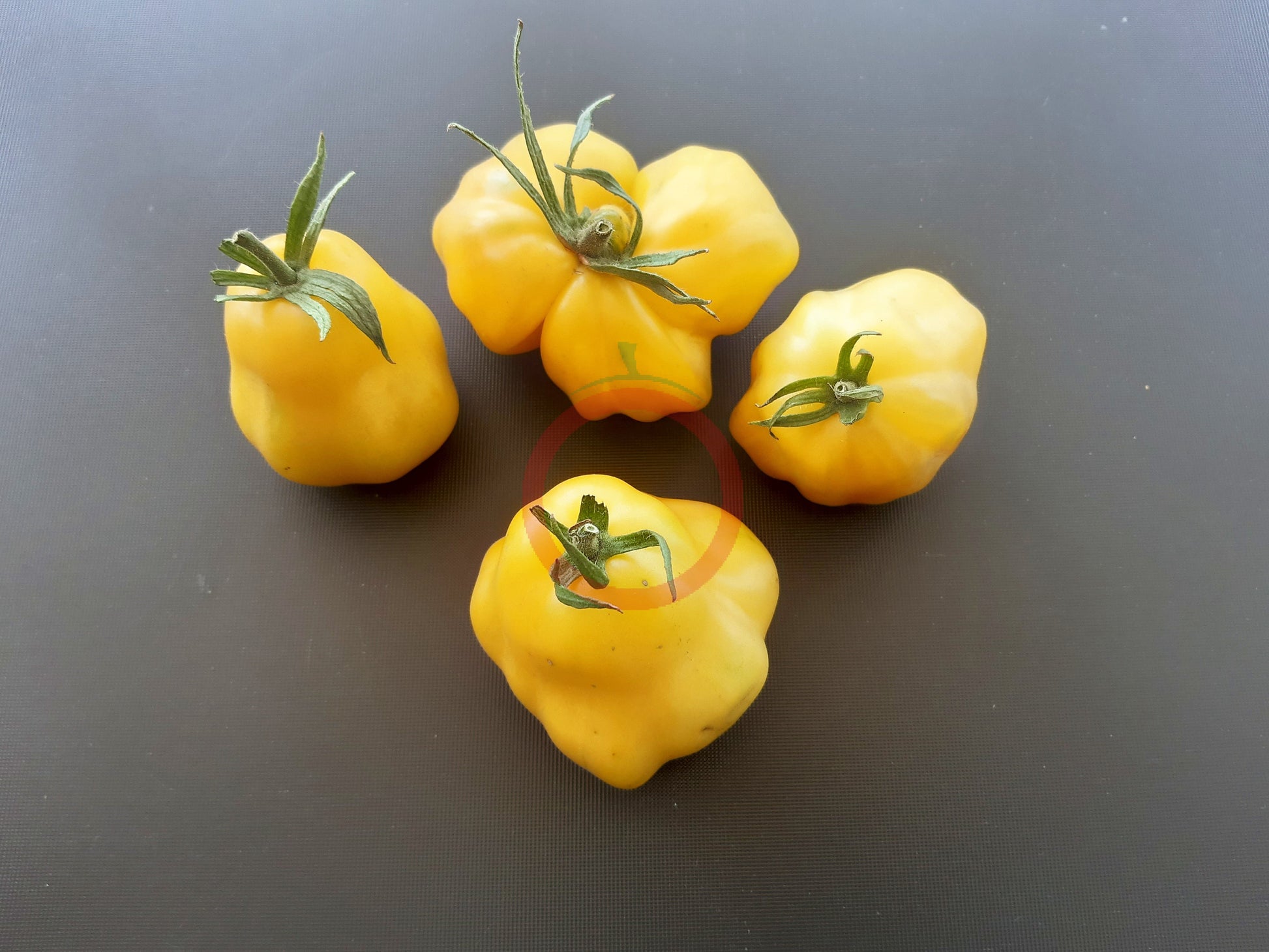 Tlacolula White DER TOMATENFLÜSTERER