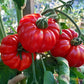 Tomatnaya Khrizantema DER TOMATENFLÜSTERER