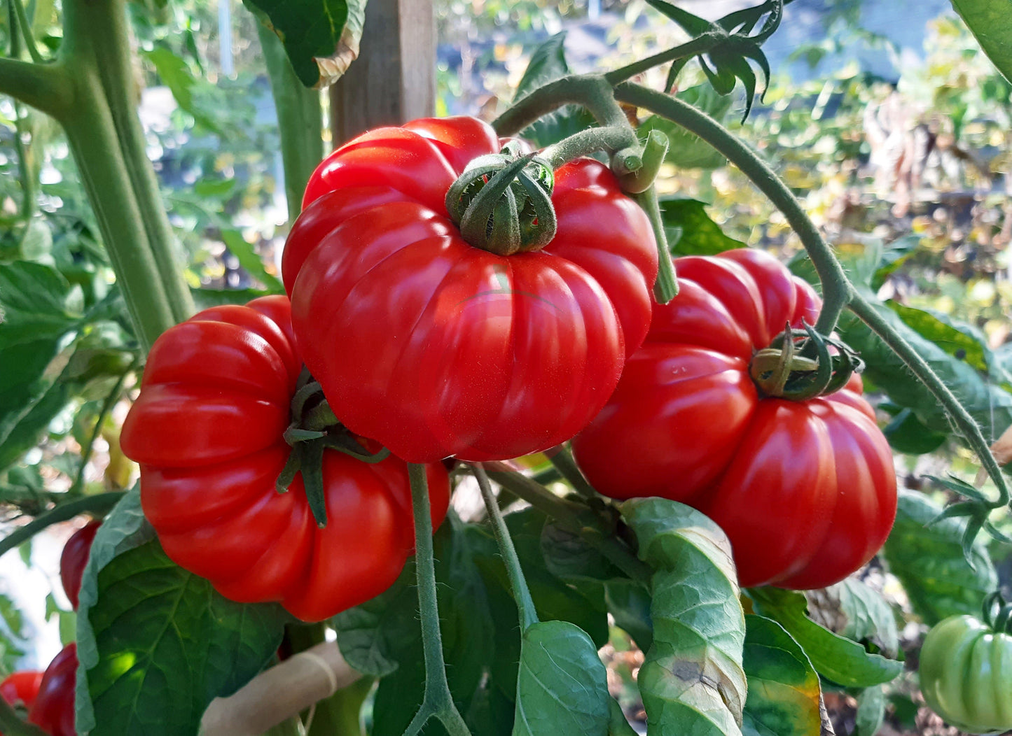 Tomatnaya Khrizantema DER TOMATENFLÜSTERER