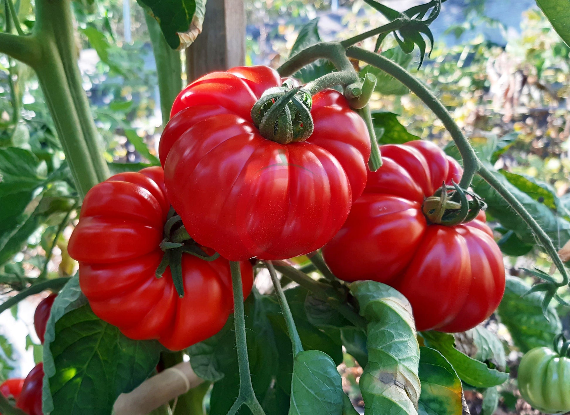Tomatnaya Khrizantema DER TOMATENFLÜSTERER