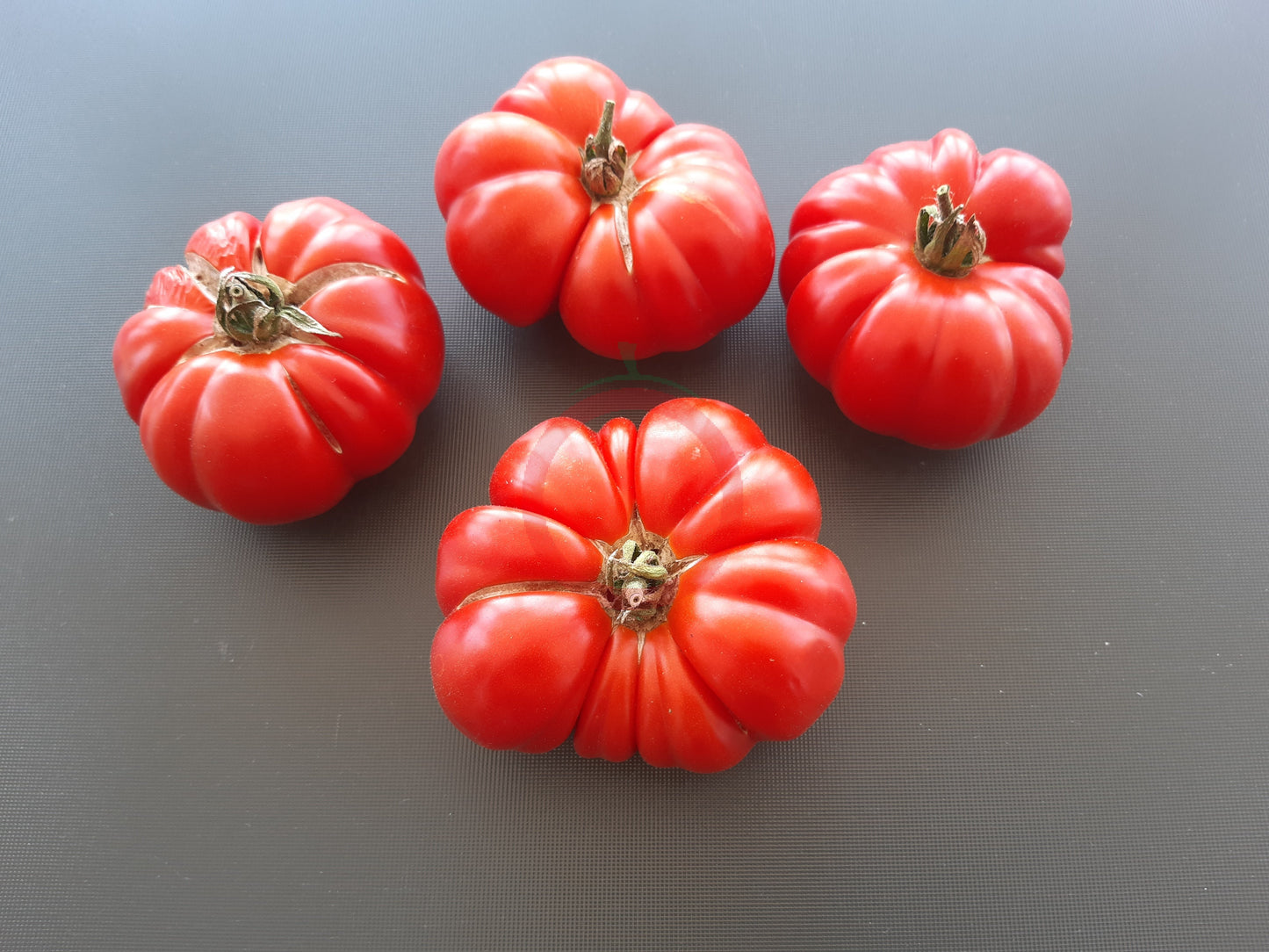 Tomatnaya Khrizantema DER TOMATENFLÜSTERER