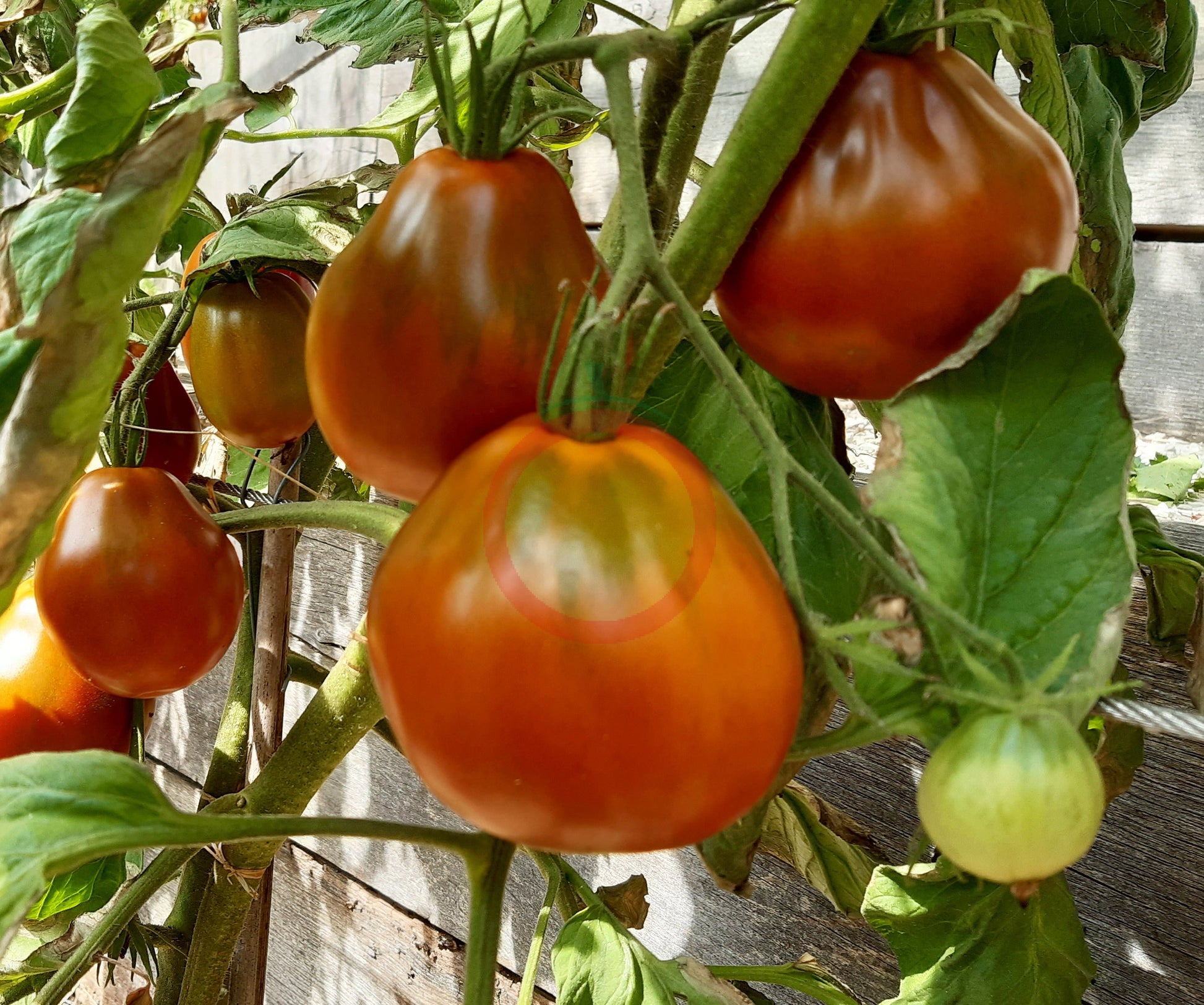Trifele Black DER TOMATENFLÜSTERER