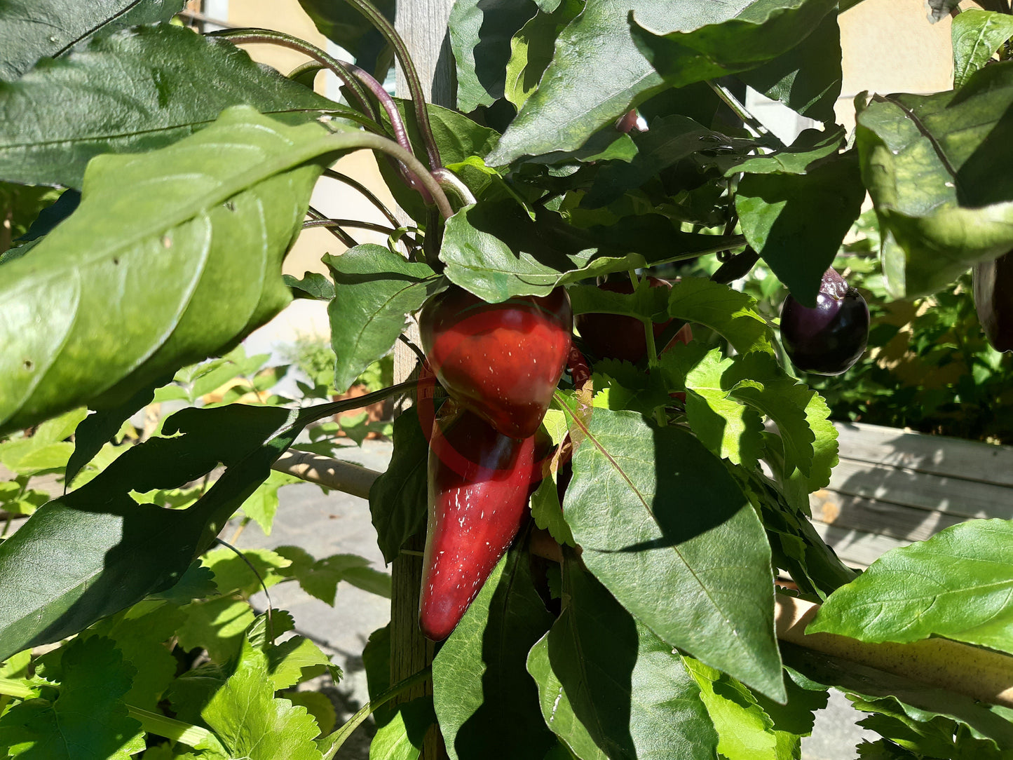 Tsygansky Baron DER TOMATENFLÜSTERER