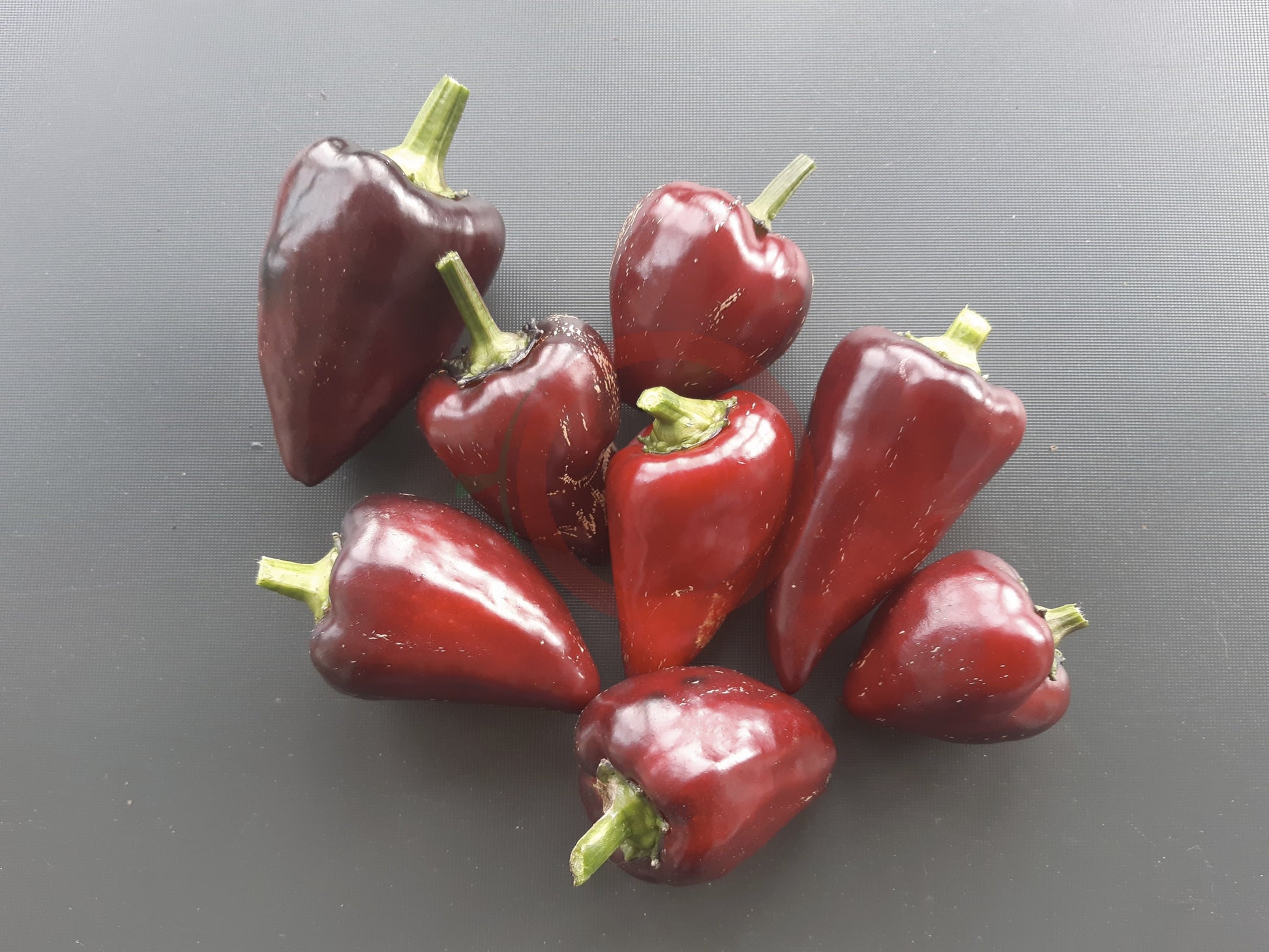 Tsygansky Baron DER TOMATENFLÜSTERER