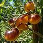 Ussuri Tiger DER TOMATENFLÜSTERER