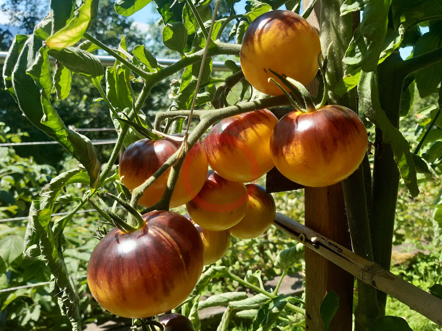 Ussuri Tiger DER TOMATENFLÜSTERER