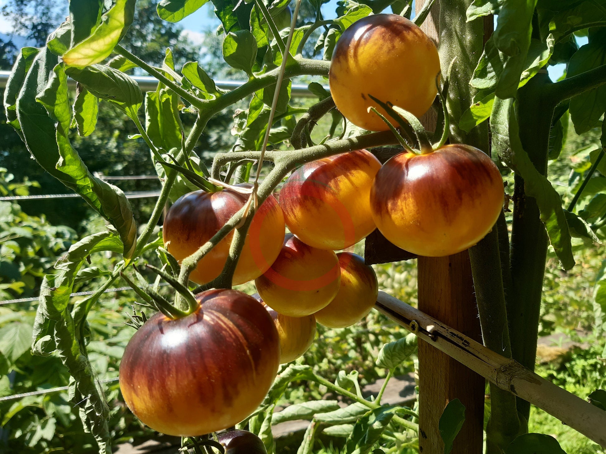 Ussuri Tiger DER TOMATENFLÜSTERER