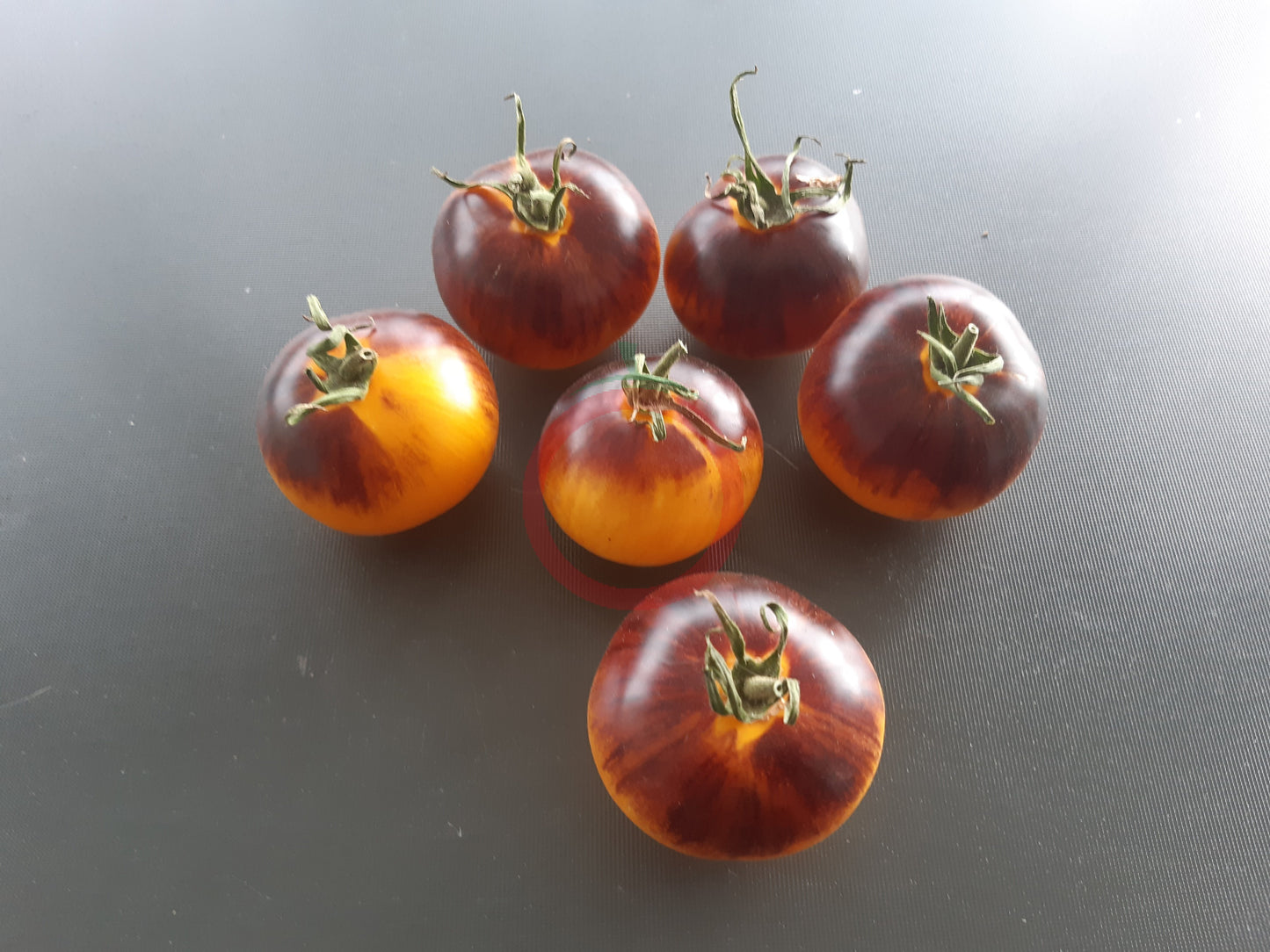 Ussuri Tiger DER TOMATENFLÜSTERER