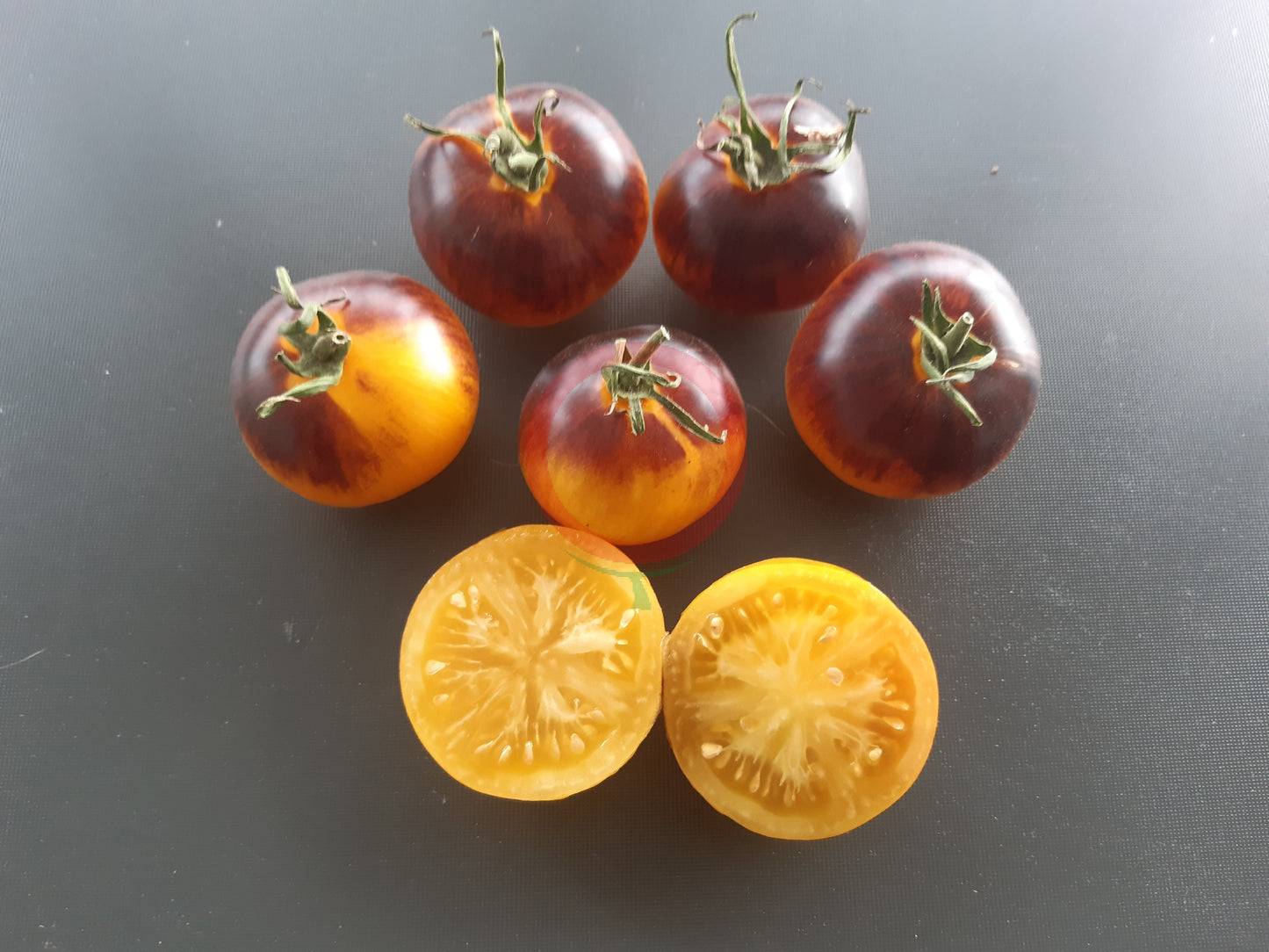 Ussuri Tiger DER TOMATENFLÜSTERER