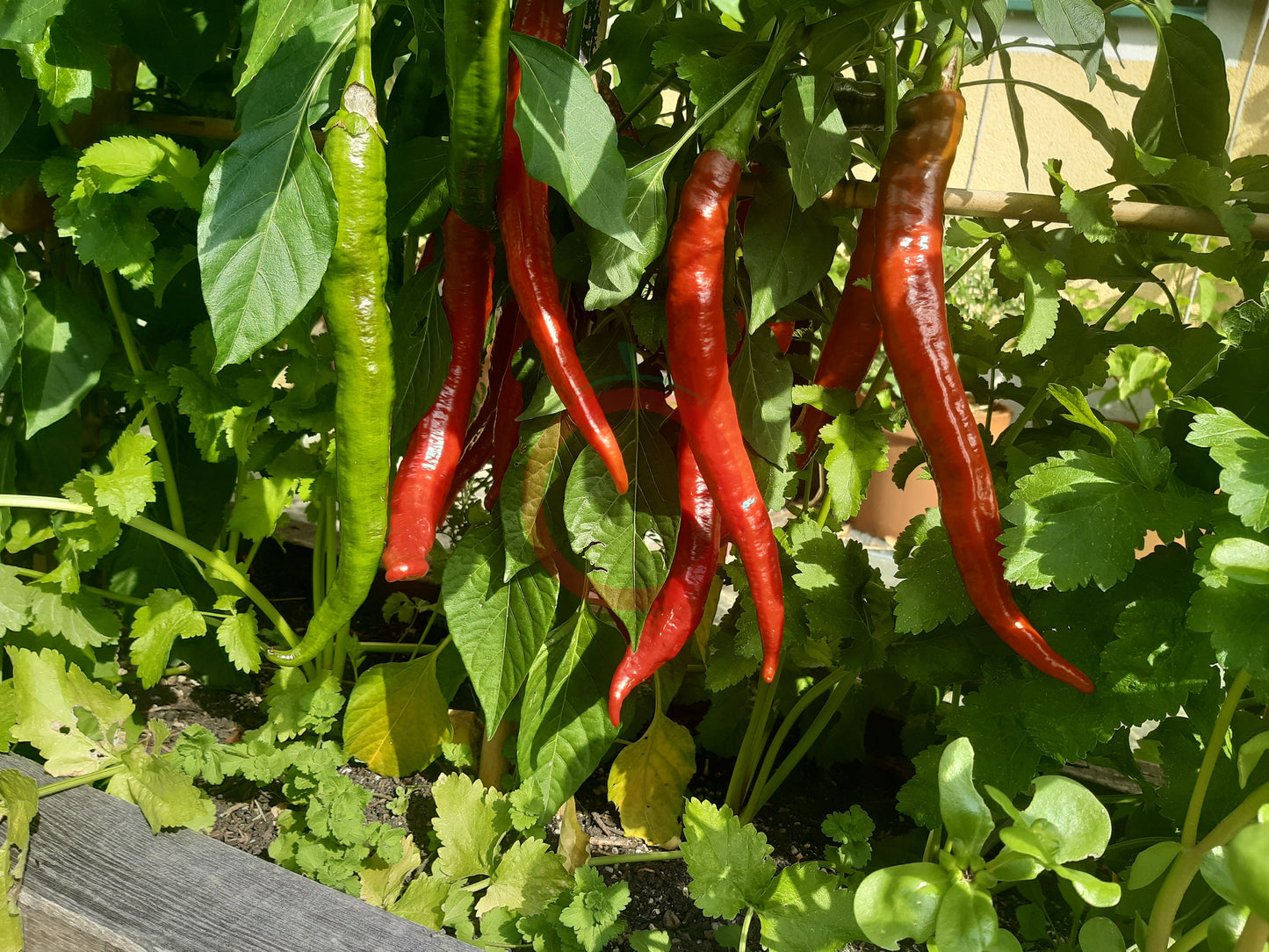 Verato DER TOMATENFLÜSTERER
