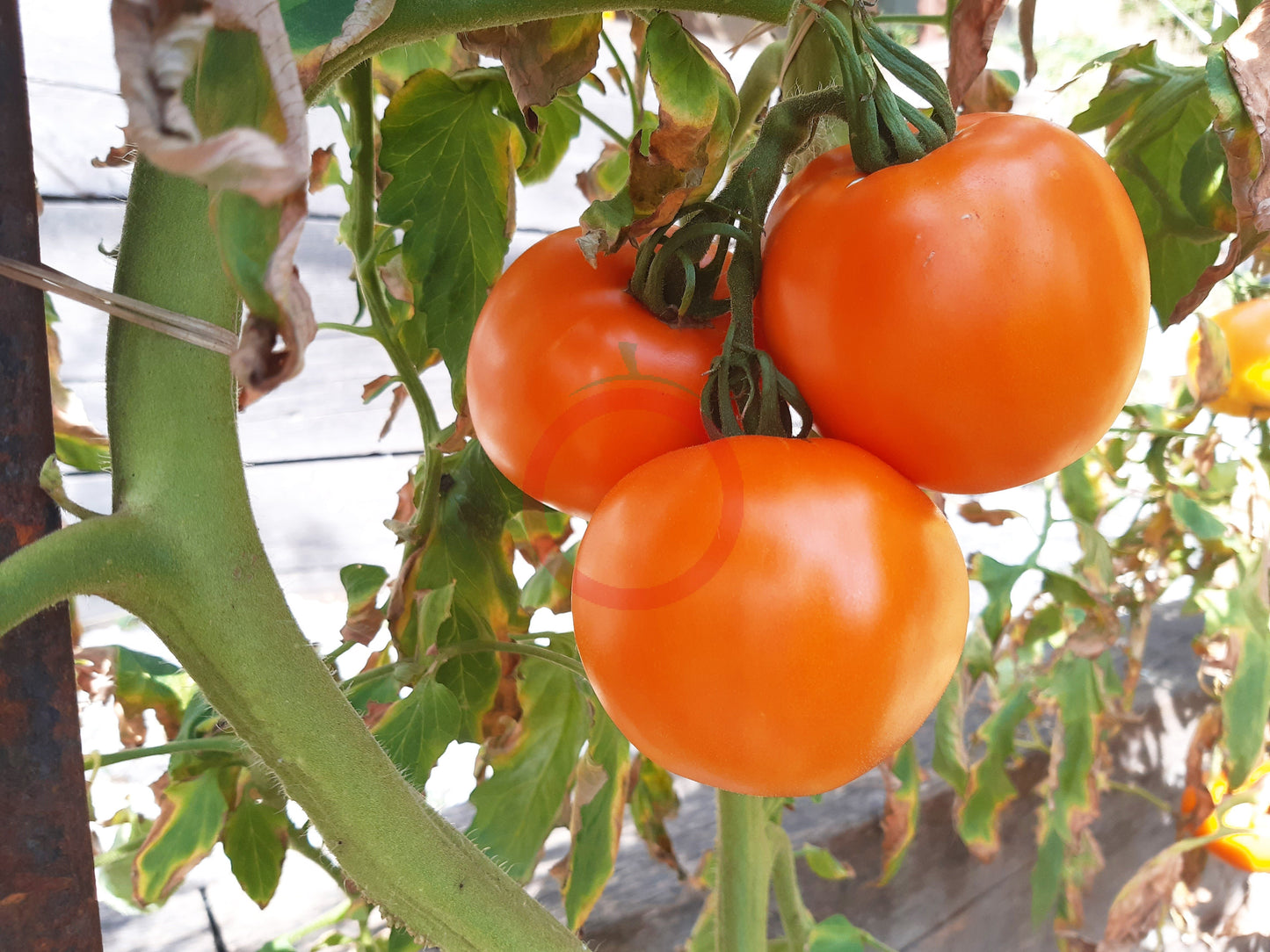 Wald4tler Orange DER TOMATENFLÜSTERER