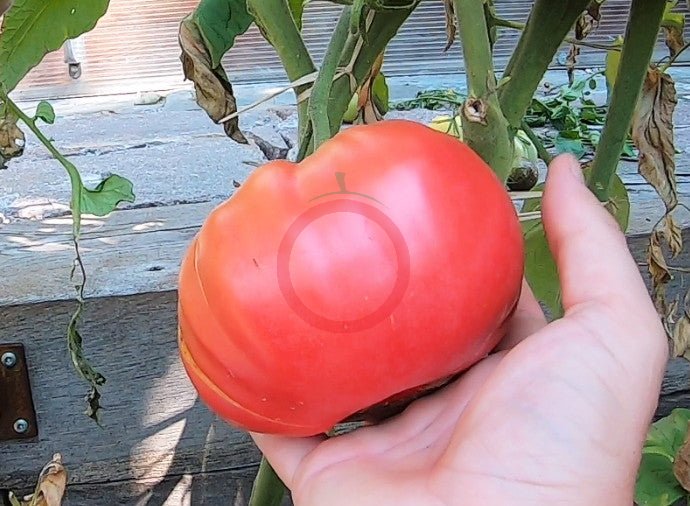 Whetstone Wonder DER TOMATENFLÜSTERER
