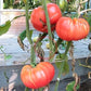 Whetstone Wonder DER TOMATENFLÜSTERER