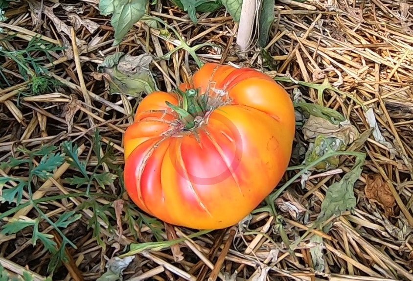 William Striped DER TOMATENFLÜSTERER