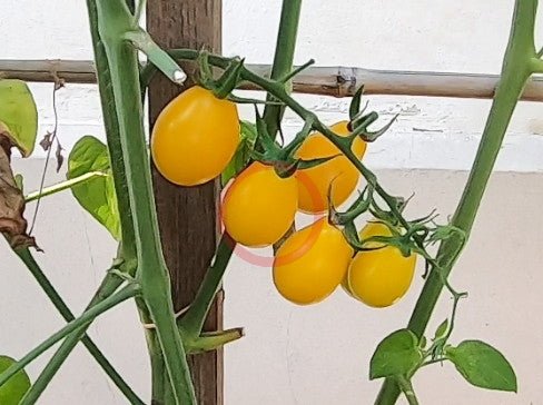 Yellow Submarine DER TOMATENFLÜSTERER