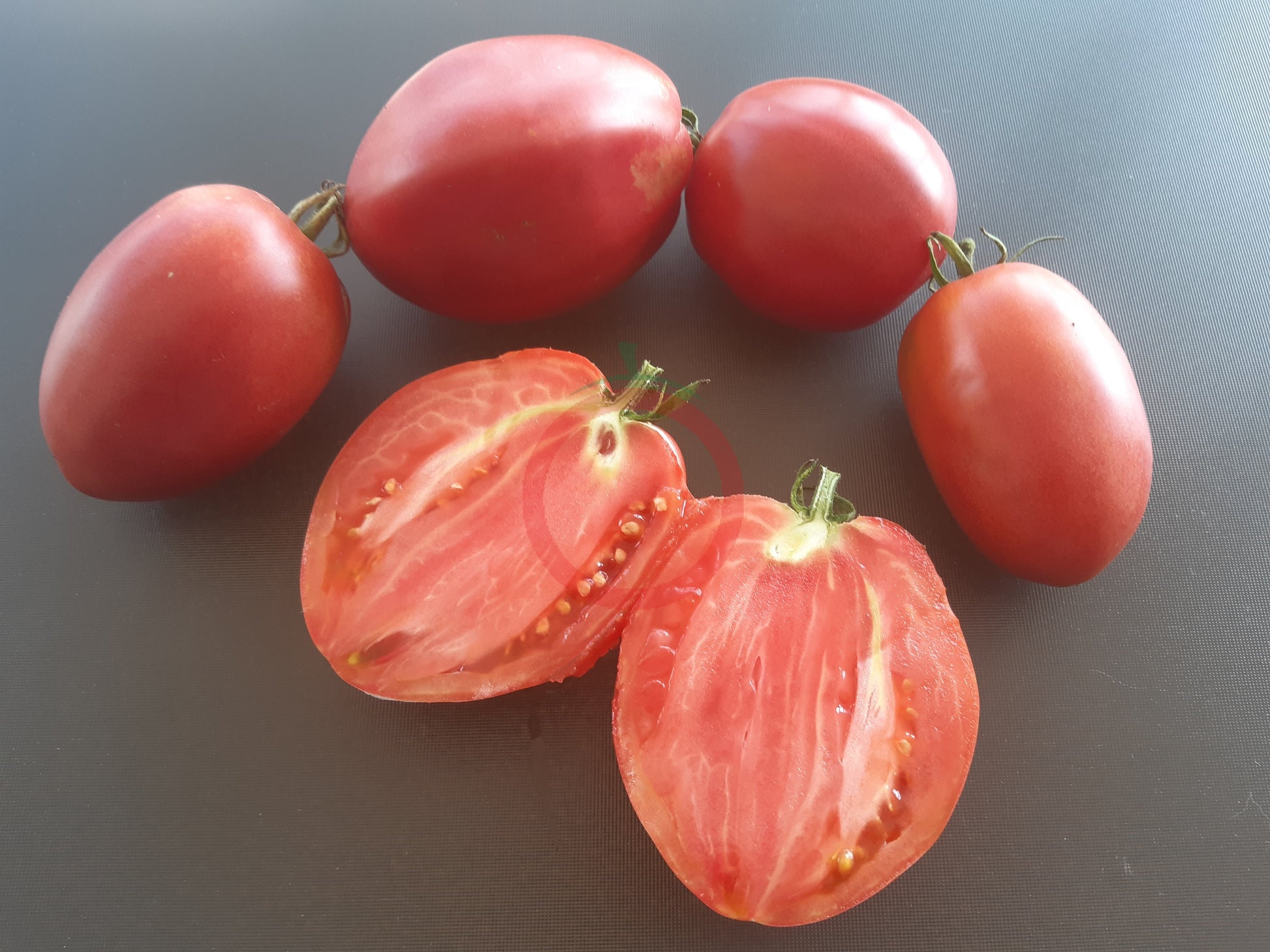 Zipfelbauch DER TOMATENFLÜSTERER