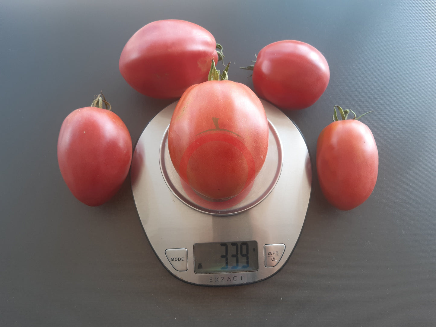 Zipfelbauch DER TOMATENFLÜSTERER