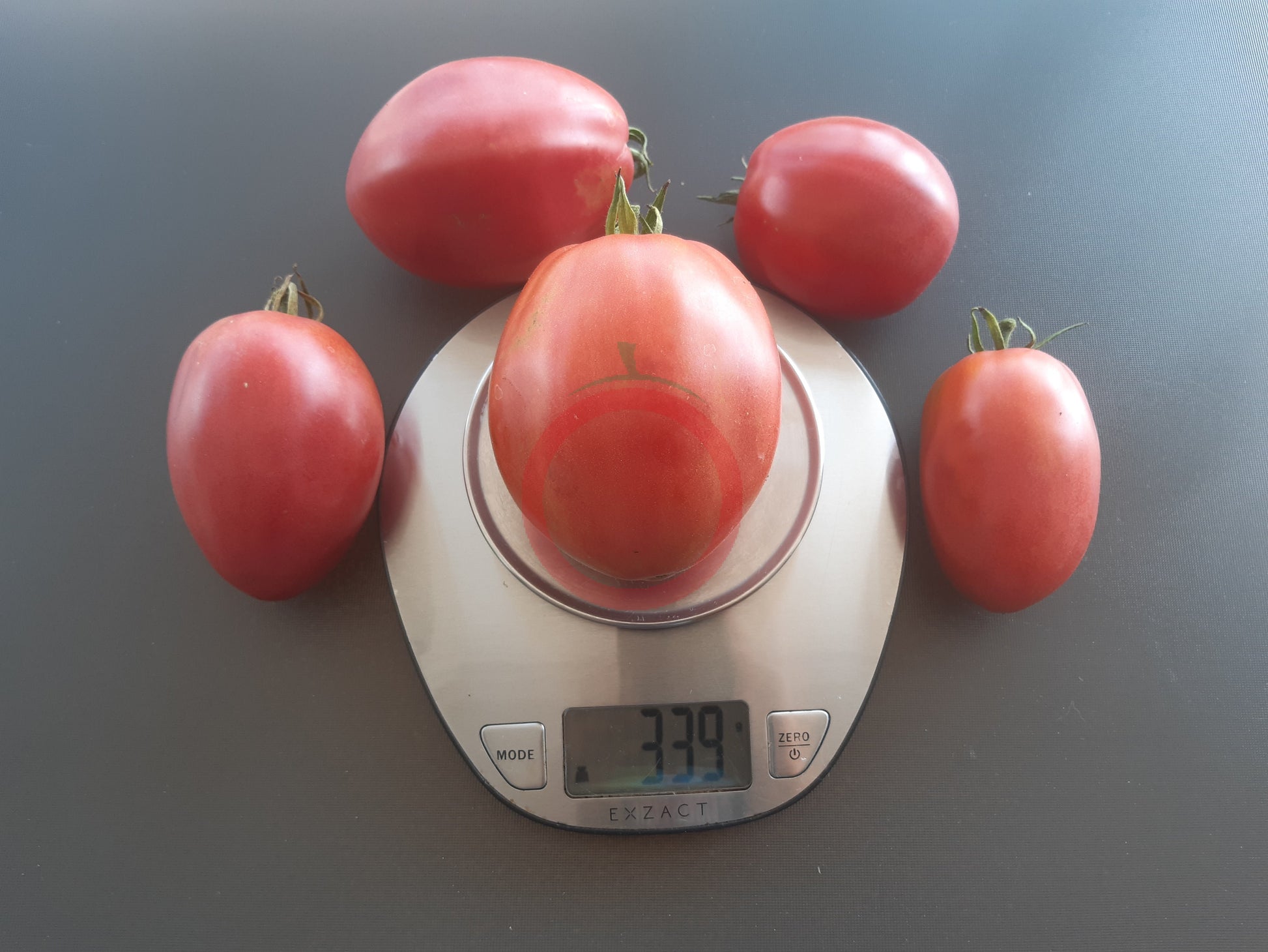 Zipfelbauch DER TOMATENFLÜSTERER