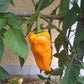 Zolotoy Lapot DER TOMATENFLÜSTERER